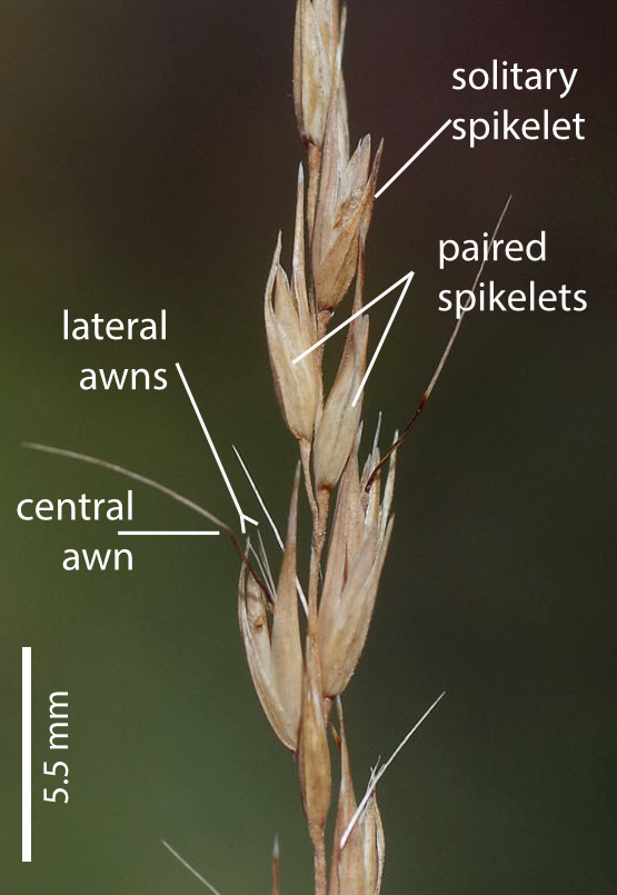 Fig. 5. Inflorescence branch of Arundinella setosa showing arrangement of spikelets (PHOTO: RJ Cumming d77307cra).