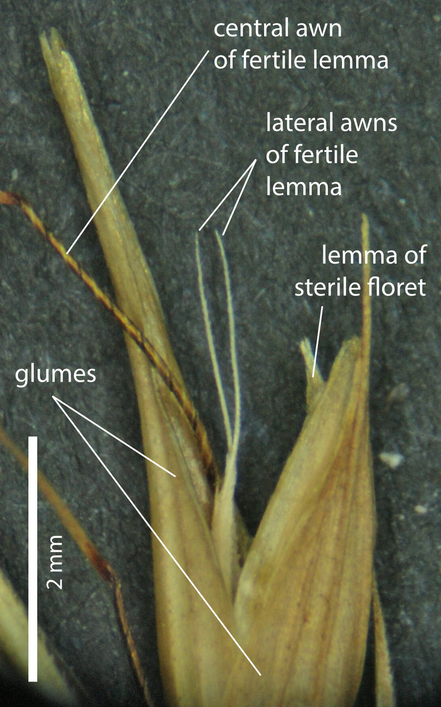 Fig. 6. Spikelet of Arundinella setosa showing, glumes, awns on the lemma of the fertile floret, and lemma of sterile floret (PHOTO ATH; specimen QRS 76271).