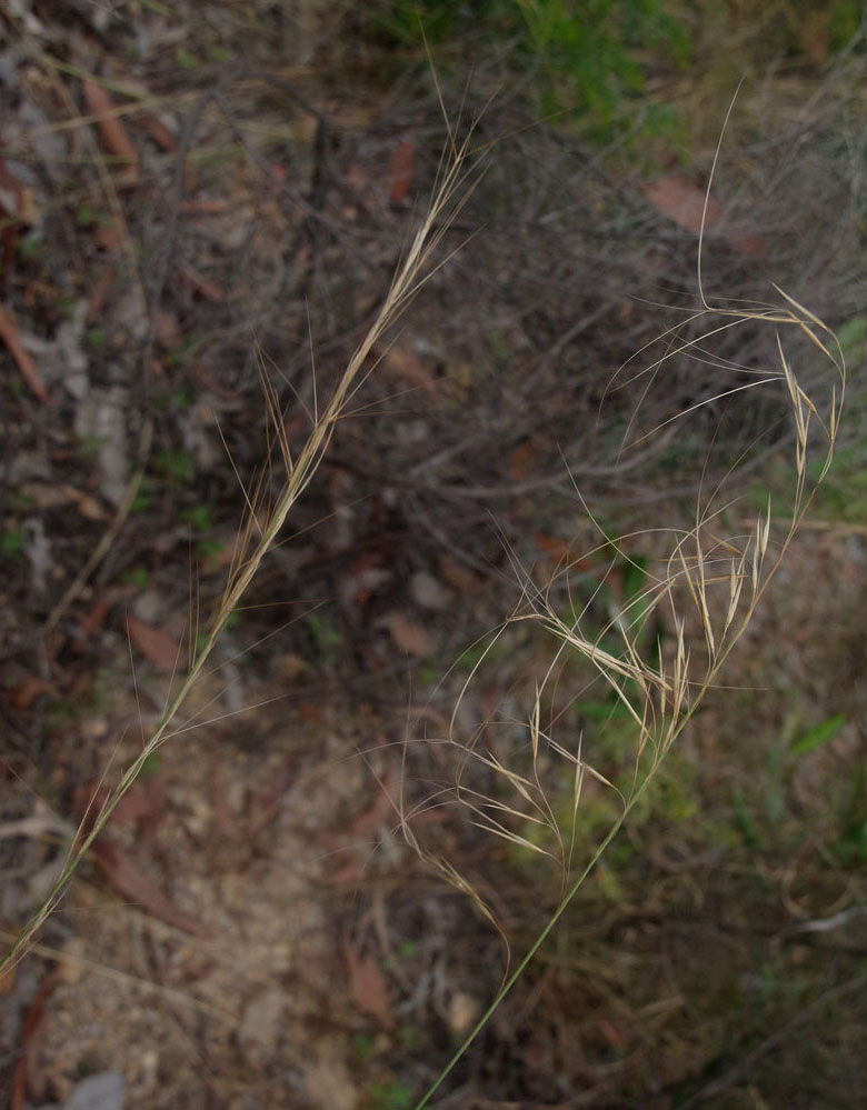 Fig. 9. Infloresence or flowering head of Aristida holathera (upper left) and Aristida superpendens (lower right) (PHOTO: RJCumming d773707bwa).