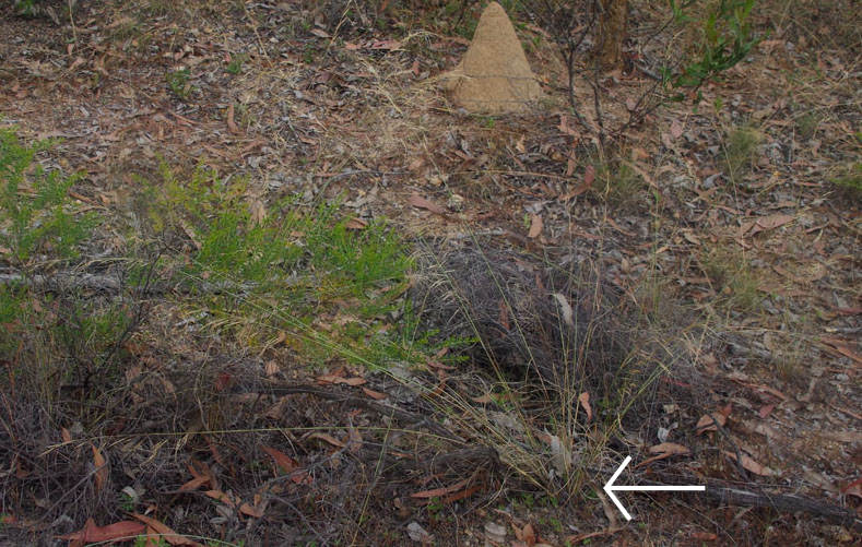 Fig. 1a. Aristida superpendens in typical habitat (PHOTO: RJCumming d77307cba).