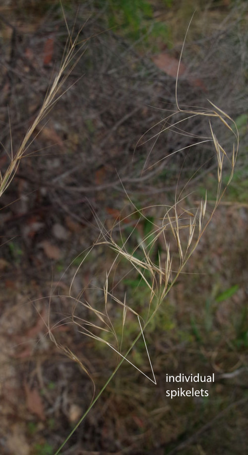 Fig. 2. Inflorescence or flowering head of Aristida superpendens, showing individual spikelets (PHOTO: RJCumming d773707bwa).