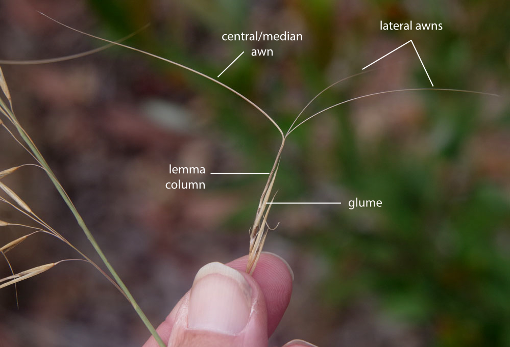 Fig. 3. Spikelet of Aristida superpendens showing details of floret (PHOTO: RJCumming d77307bya).