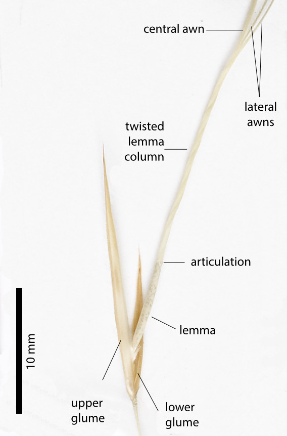 Fig. 4. Floret of Aristida superpendens emerging from spikelet glumes (PHOTO: ATH; specimen MBA8973).