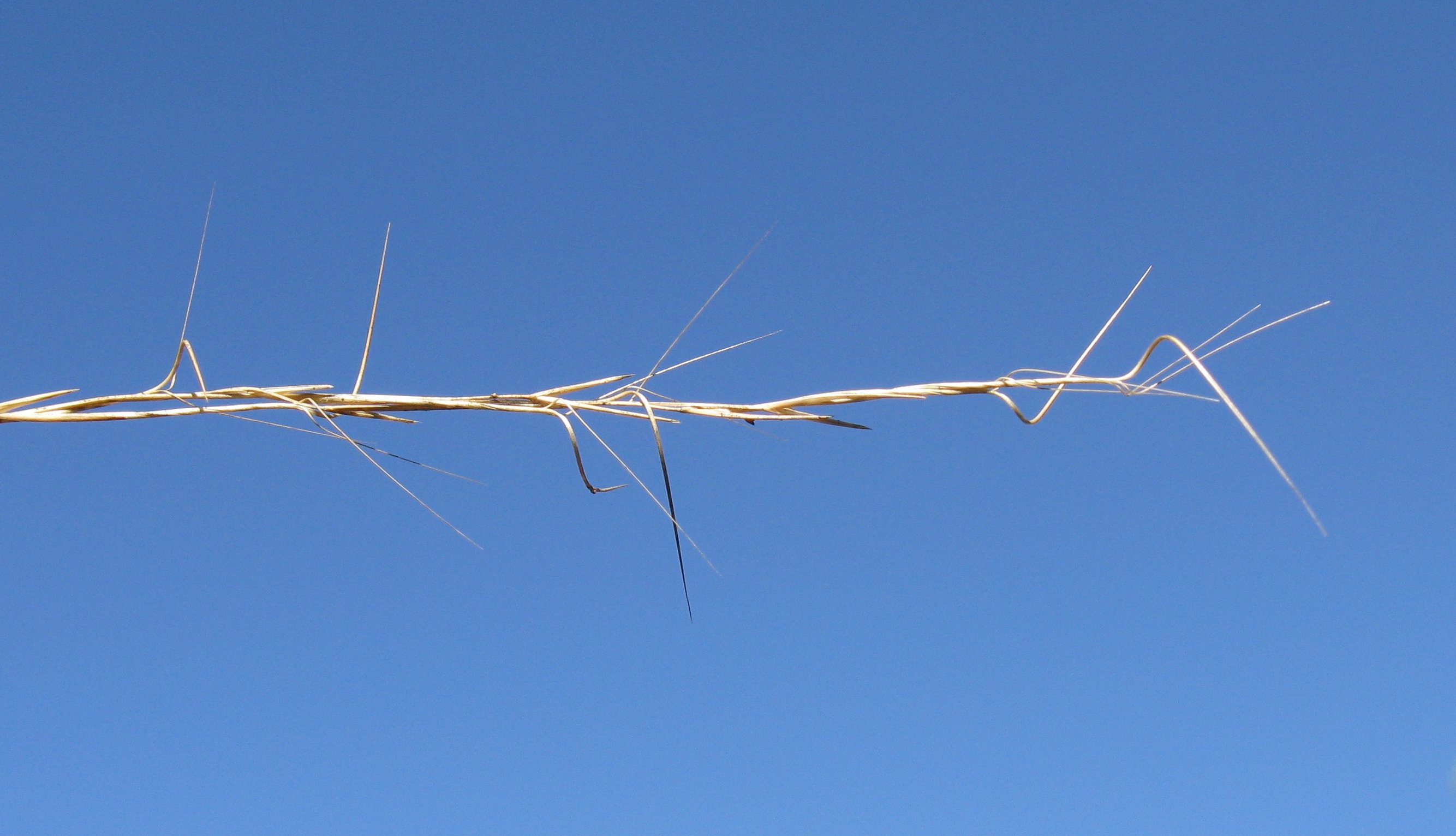 Fig. 6. Inflorescence or flowering head of Aristida warburgii (PHOTO: Harry Rose from South West Rocks, Australia [CC BY 2.0 (https://creativecommons. org/licenses/by/2.0)]).