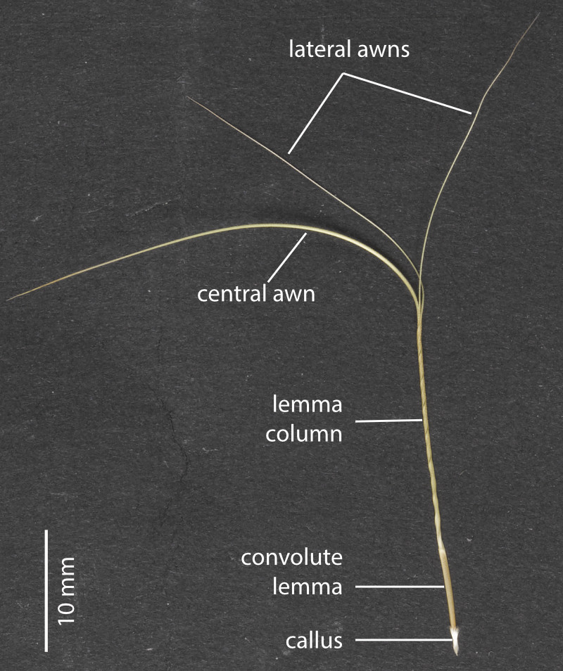 Fig. 7. Floret of Aristida warburgii showing details of floret (PHOTO: ATH; specimen MBA 7733).