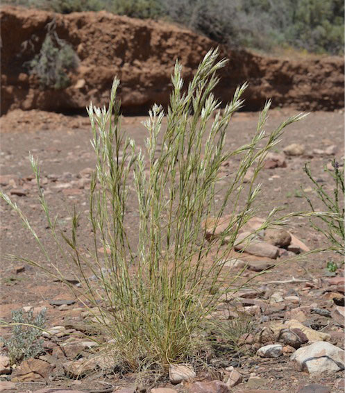 Fig. 1. Image of Cymbopogon ambiguus (PHOTO: MFagg dig32185; Source: APII http://www.anbg.gov.au/photo.)