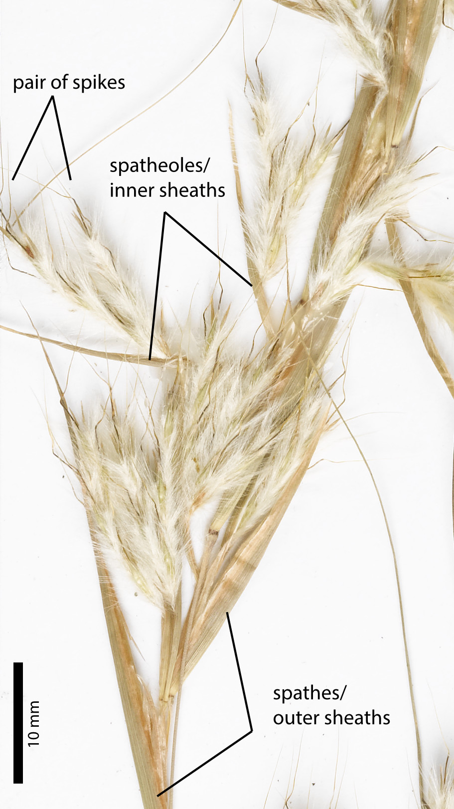 Fig. 3. Image of inflorescence of Cymbopogon ambiguus