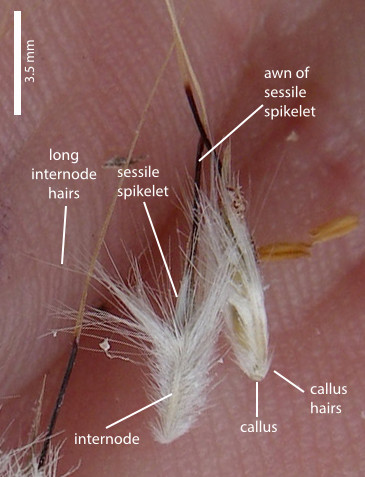 Fig. 4. Image of spikelet pairs of Cymbopogon ambiguus