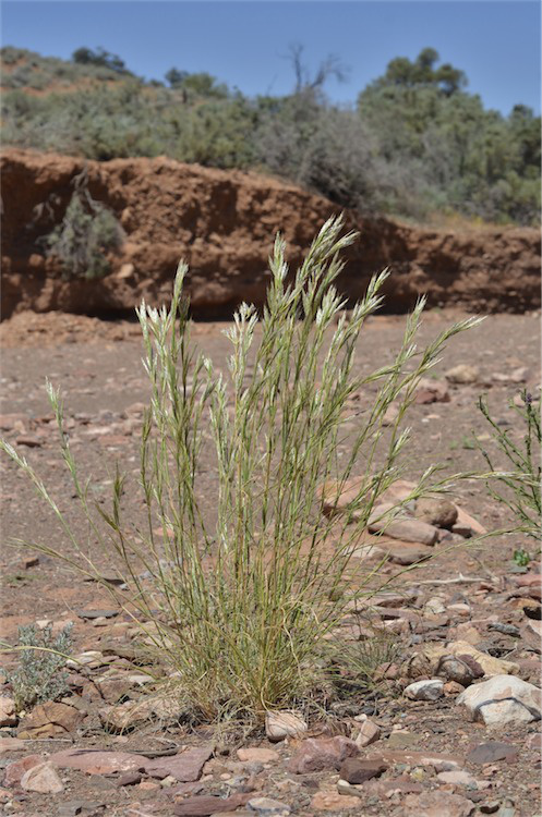 Fig 8. Image of Cymbopogon ambiguus (PHOTO: MFagg dig32185; Source: APII http://www.anbg.gov.au/ photo).