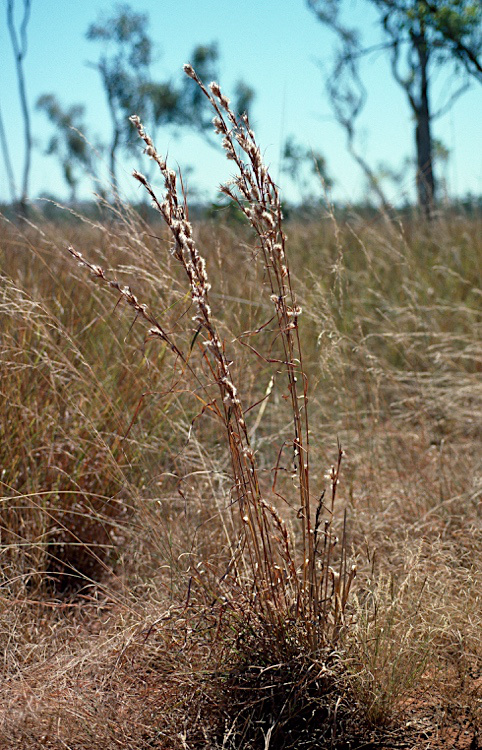 Fig. 1. Image of Cymbopogon bombycinus with fluffy flowering heads and curled leaves (PHOTO: MFagg a26871; Source: APII http://www.anbg. gov.au/photo.)