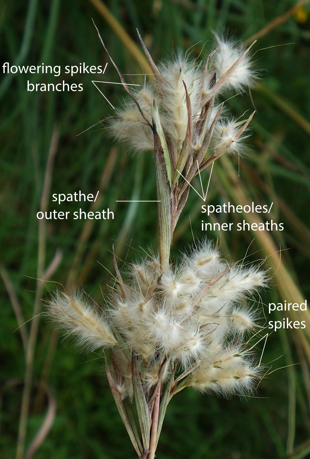 Fig. 2. Image of flower clusters of Cymbopogon bombycinus showing spathe and spatheoles (PHOTO: RJCumming d49474a).