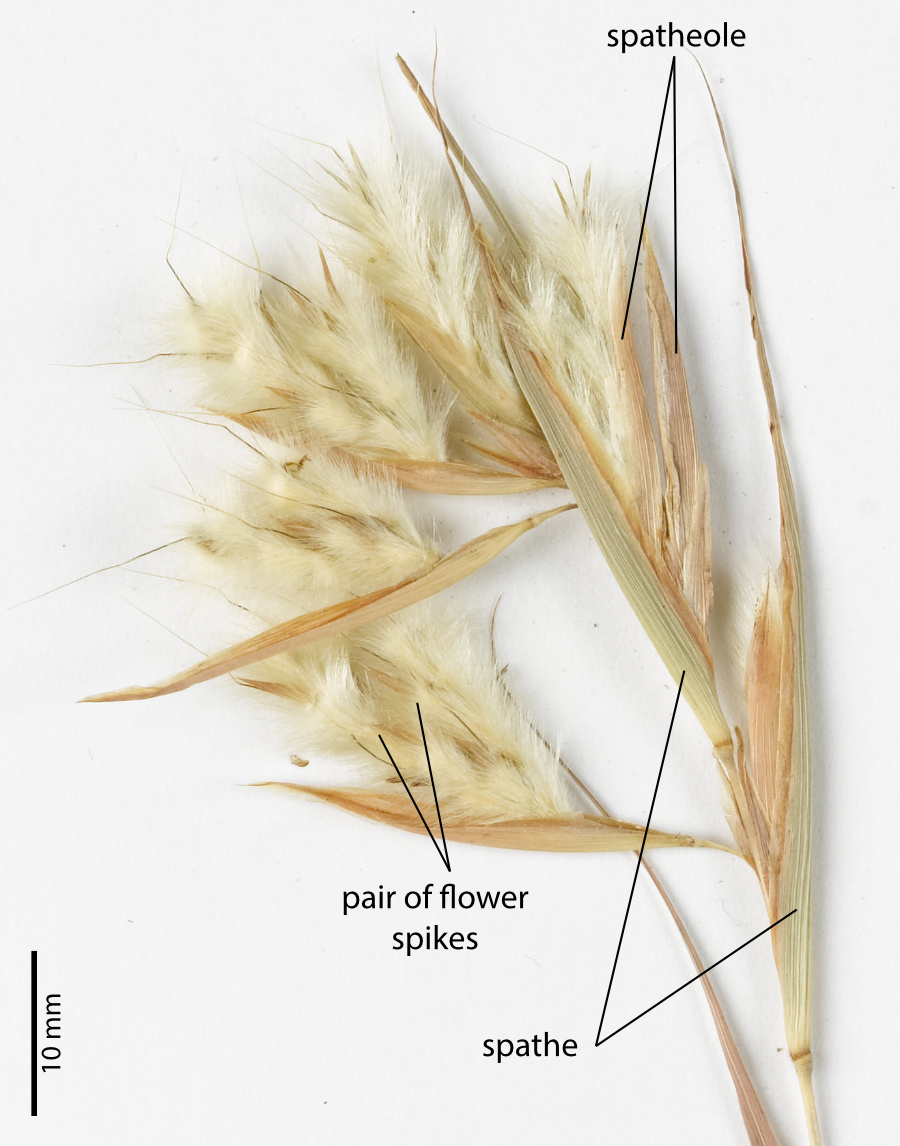 Fig. 3. Image of inflorescence of Cymbopogon bombycinus showing paired spikes and sheathing spathes and spatheoles (PHOTO: ATH; specimen QRS75325).