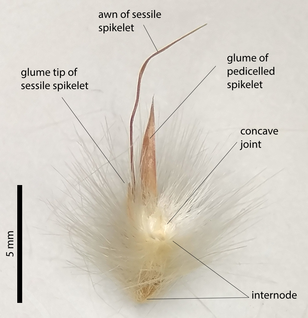 Fig. 4. Image of spikelet pairs from a pressed specimen of Cymbopogon bombycinus showing hairy internode with concave joint, awn of sessile spikelet and sterile pedicelled spikelet (PHOTO: ATH; specimen MBA8995).