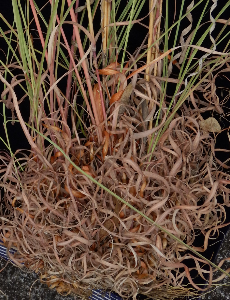 Fig 6. Image of base of Cymbopogon bombycinus showing spiralled leaf blades and rolled back leaf sheaths, coppery to red brown in colour (PHOTO: ATH; specimen CNS143117).