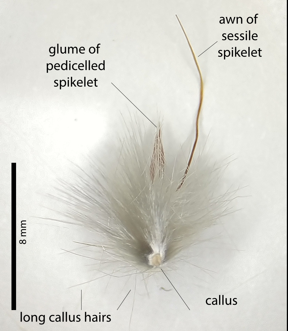 Fig 5. Image of spikelet pairs from a pressed specimen of Cymbopogon bombycinus showing callus at base of spikelet cluster and sterile pedicelled spikelet (PHOTO: ATH; specimen MBA8995).