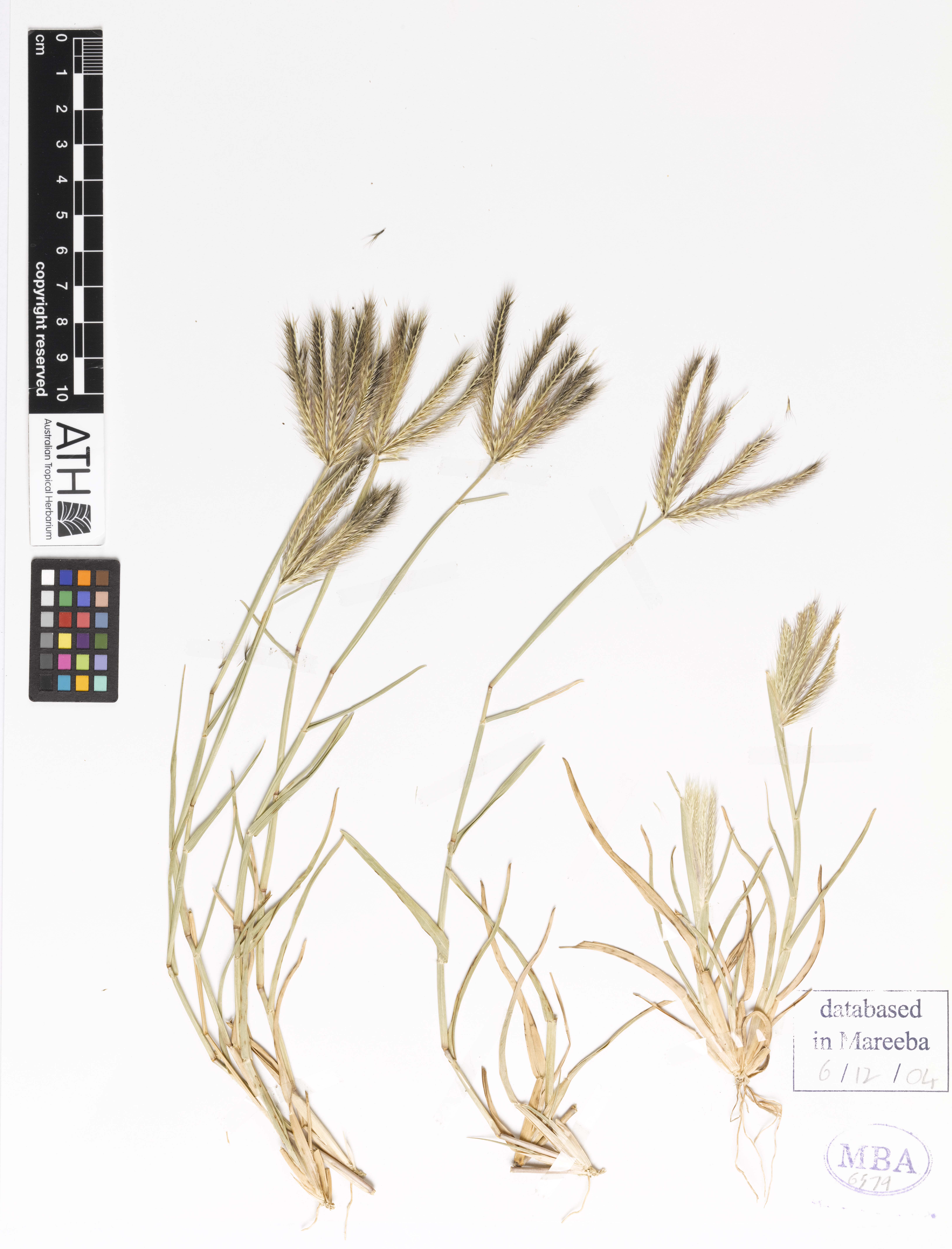 Fig. 1. Image of pressed herbarium sheet of Chloris lobata specimen (PHOTO: ATH; specimen MBA6379).