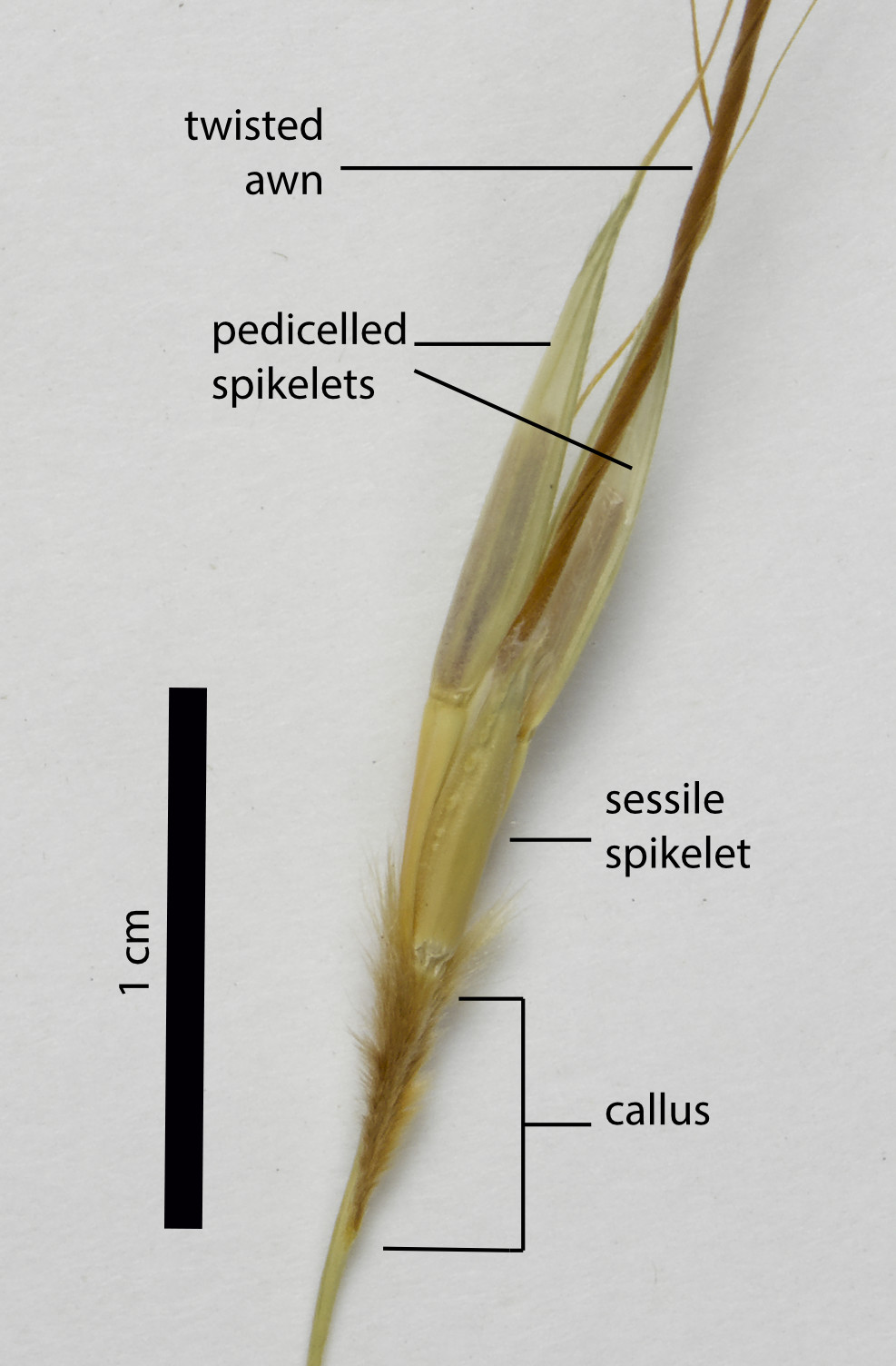 Fig. 8. Spikelet cluster of Chrysopogon pallidus (PHO- TO: ATH; specimen MBA7104).