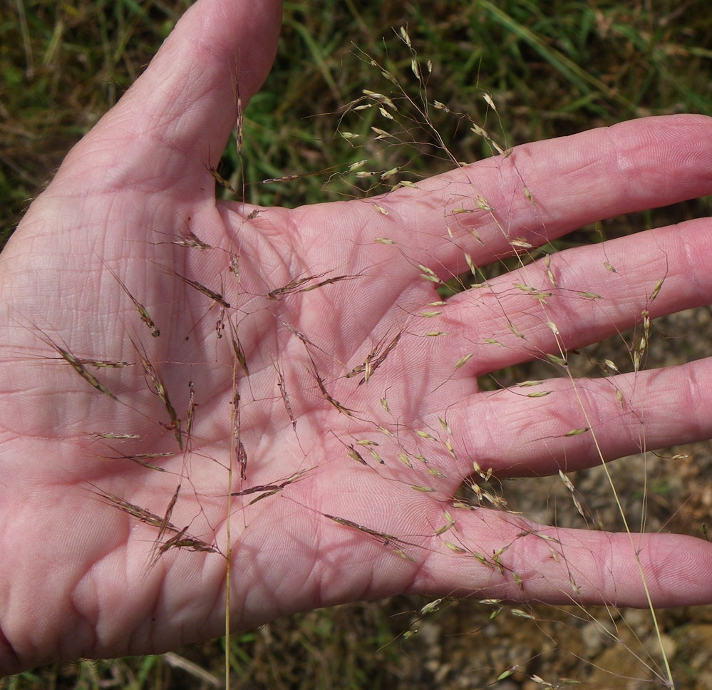 Fig. 5. Inflorescences of Capillipedium spicigerum (left) and Capillipedium parvilflorum (right) showing the longer spikelet bearing segments of C. spicigerum compared to C. parviflorum (PHOTO: RJCumming d54317a).