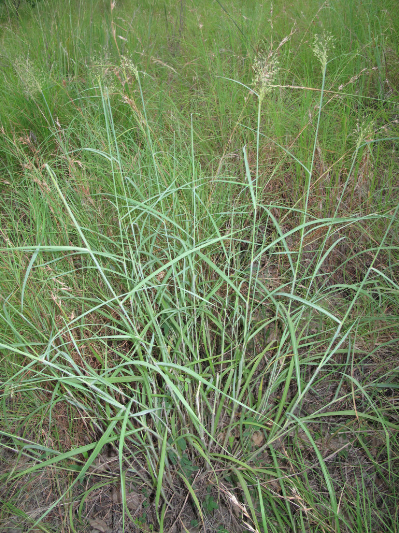 Fig. 1. Habit of Capillipedium parviflorum (PHOTO: Chris Gardiner).