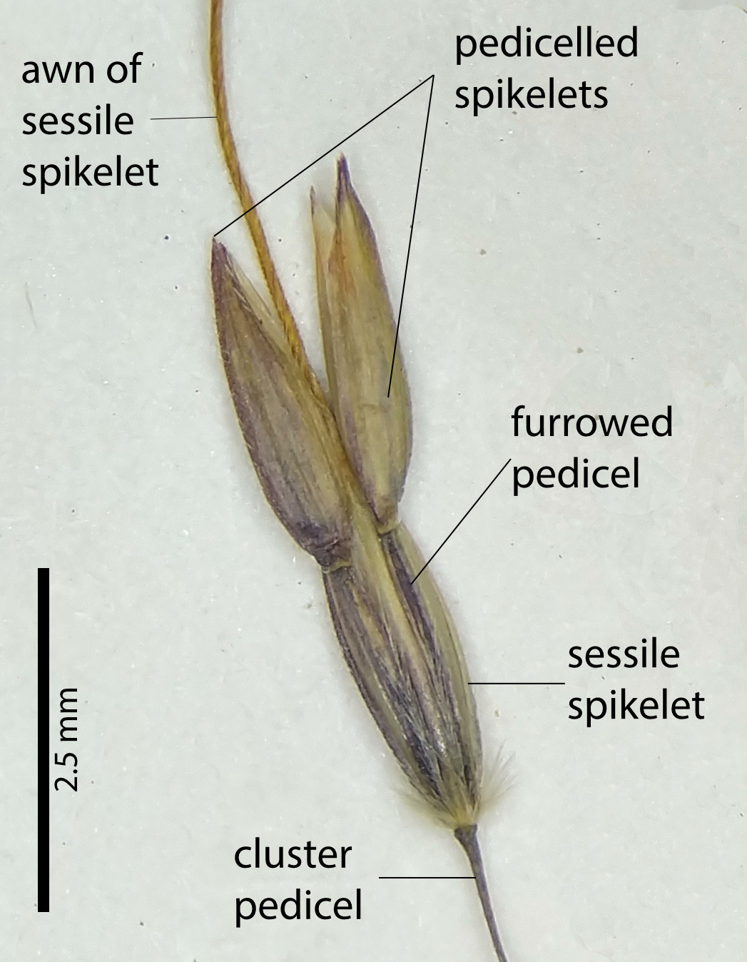 Fig. 4a. Spikelet cluster of Capillipedium parviflorum showing furrowed pedicel of pedicelled spikelets (PHOTO: ATH, specimen: QRS6736).