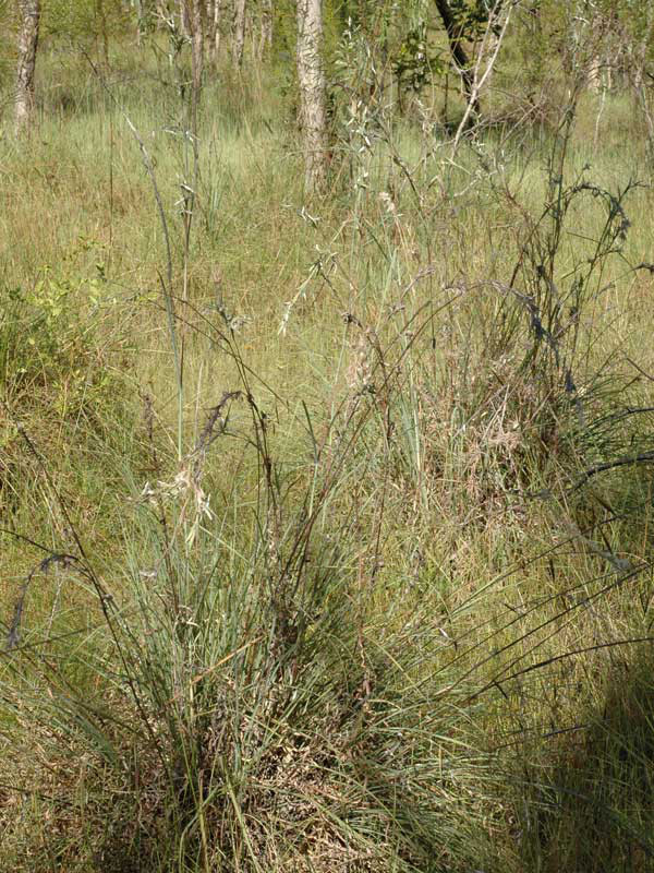 Fig. 6. Image of whole plant of Cymbopogon procerus