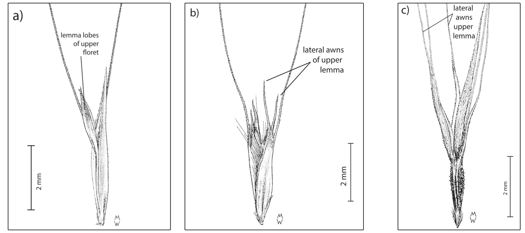 Fig. 7. Line drawings of spikelets, without glumes