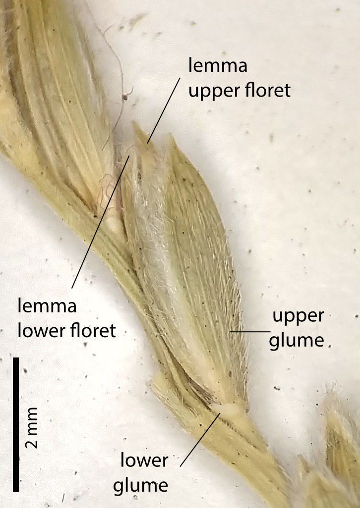 Fig. 7. Image showing open spikelets on terminal raceme of Cleistochloa sclerachne (PHOTO: ATH, specimen ).