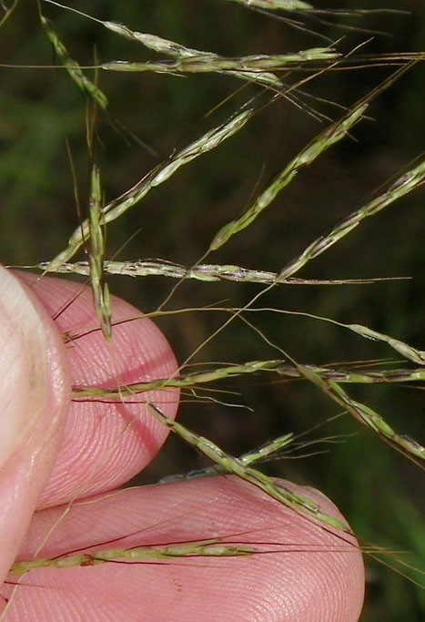Fig. 6. Inflorescence branches of Capilli- pedium spicigerum with up to 8 spikelet clusters per segment (PHOTO: RJCum- ming d52846a).