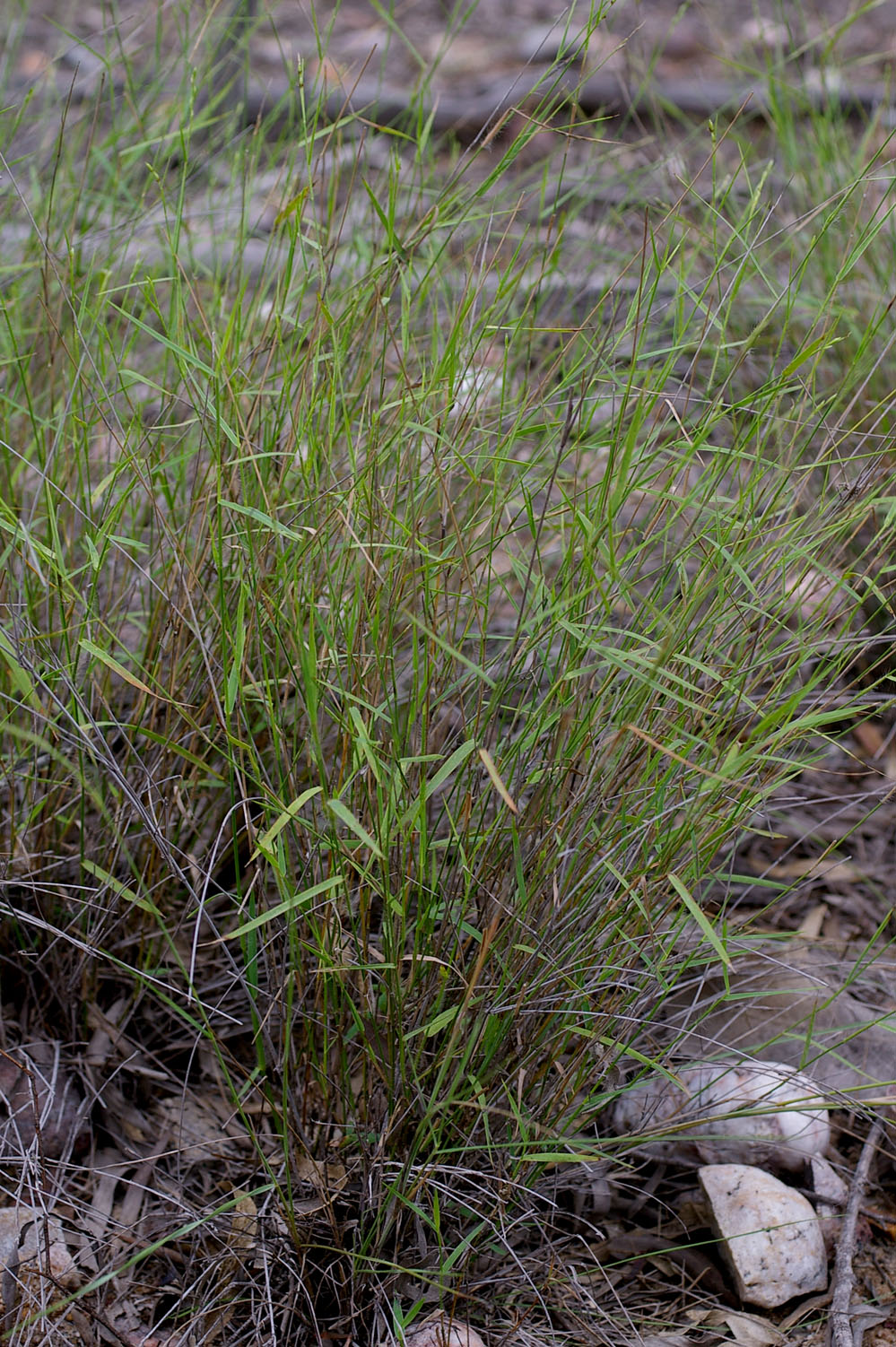 Fig. 1. Image of Cleistochloa subjuncea plant (PHOTO: RJ Cummings d18686a).