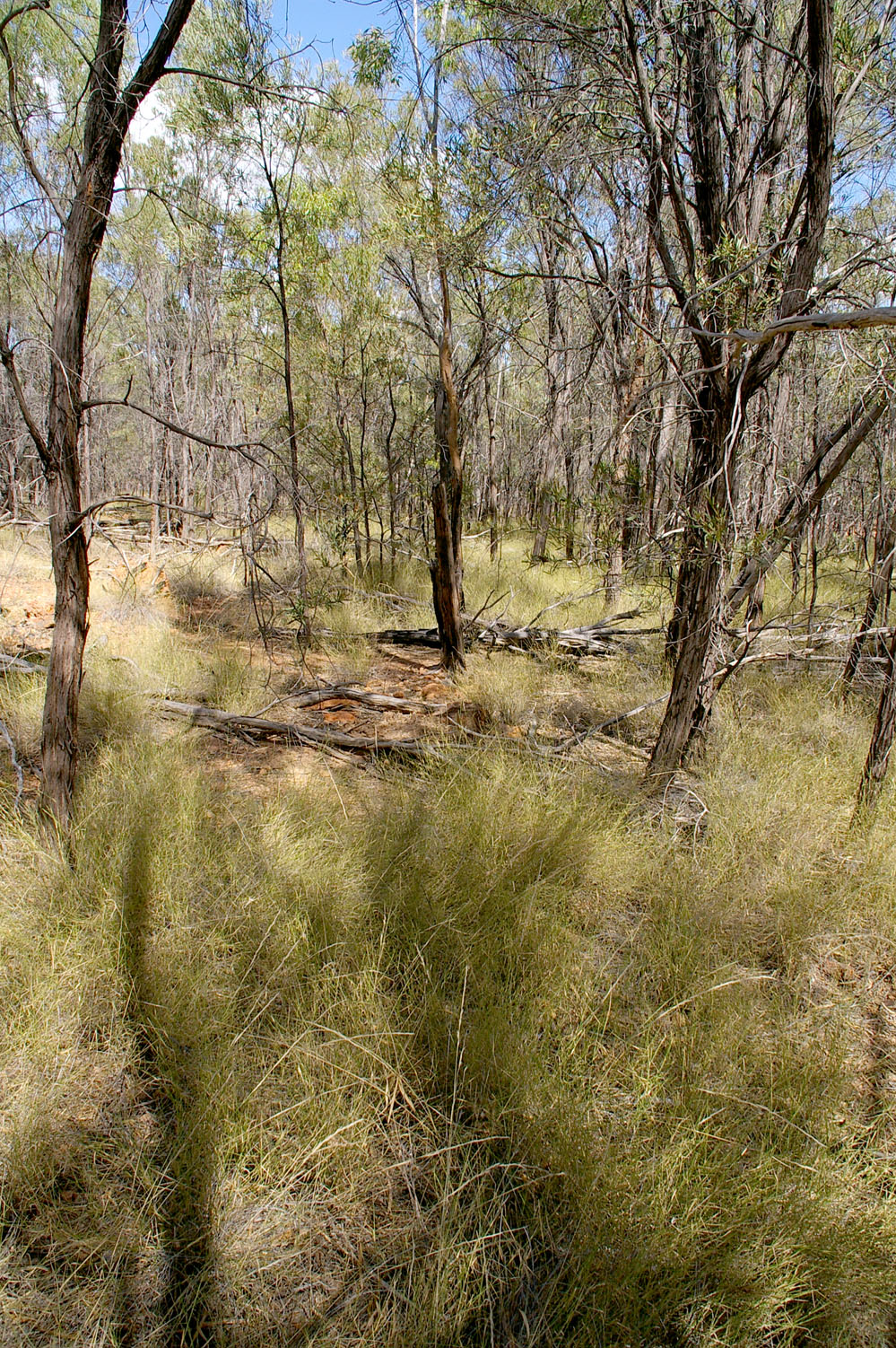 Fig. 10. Lancewood (Acacia shirelyii) community with Cleistochloa subjuncea in ground layer (PHOTO: RJ Cummings d42676a).