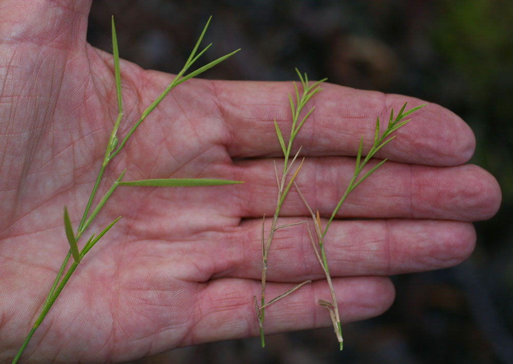 Fig. 2. Image showing leaf variability within one tuft of Cleistochloa subjuncea (PHOTO: RJ Cummings d67829a).