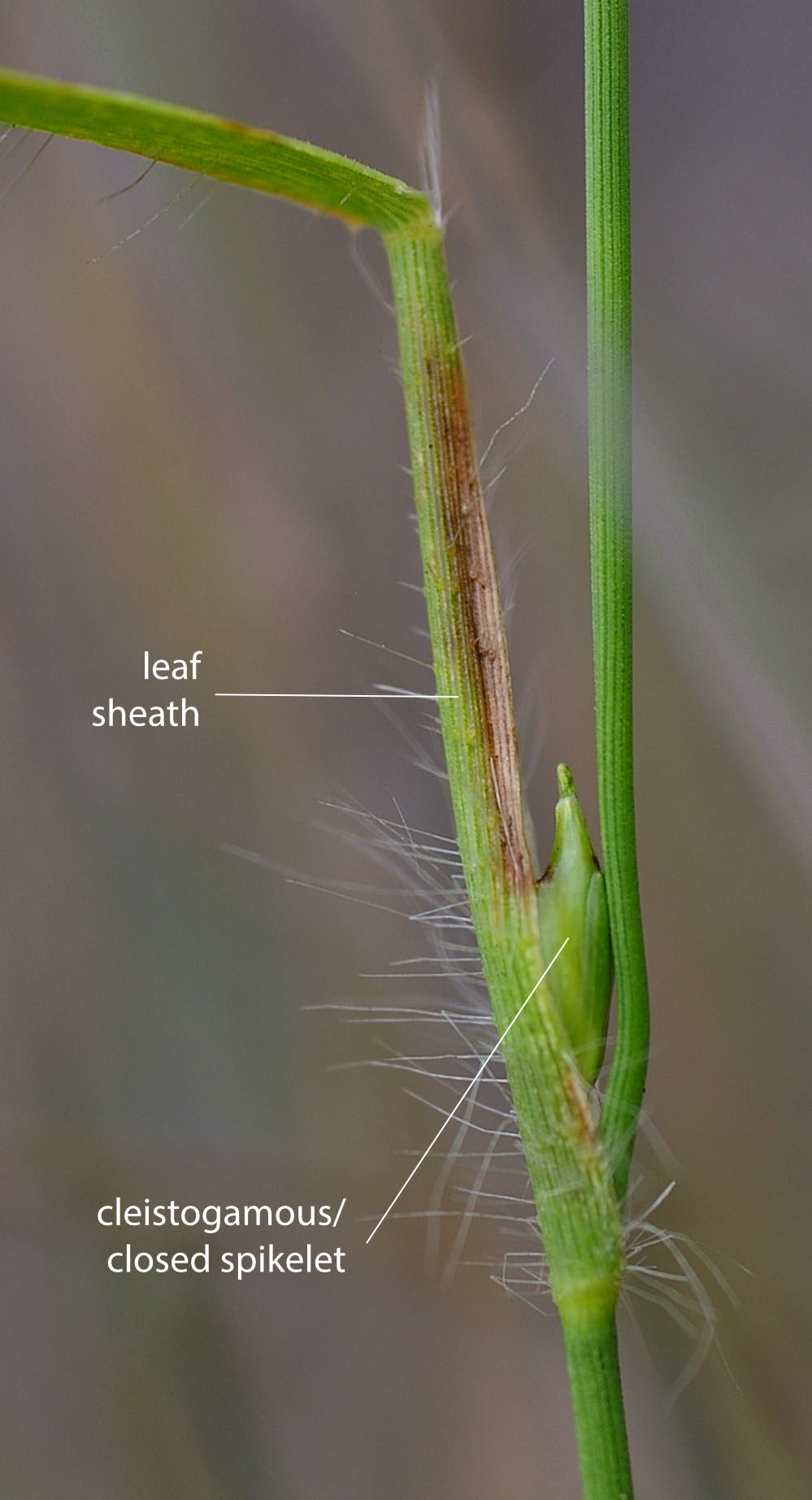 Fig. 4. Image showing closed spikelet in axil of leaves of Cleistochloa subjuncea (PHOTO: RJ Cumming d18688a).