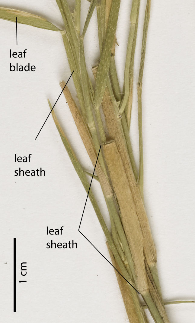Fig. 5. Cleistochloa subjuncea specimen showing leaf sheath wtih broken leaf blade (PHOTO: ATH, specimen QRS76630).