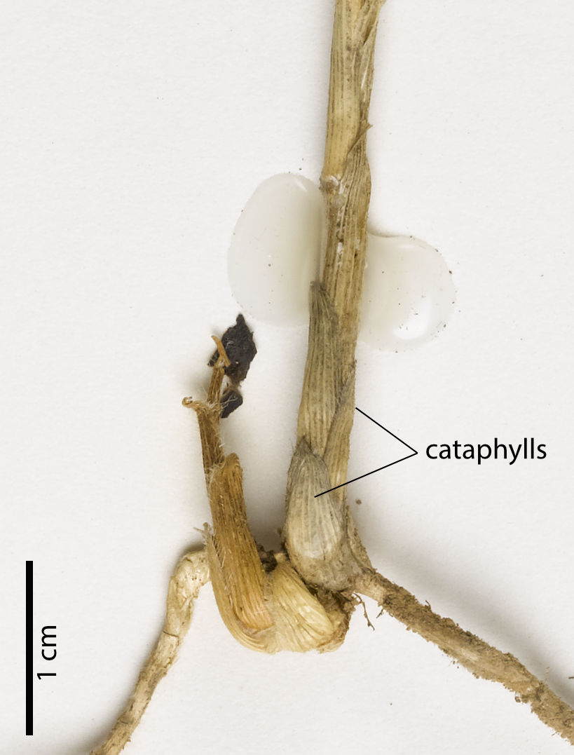 Fig. 6. Cataphylls Cleistochloa subjuncea (PHOTO: ATH, specimen QRS76630).