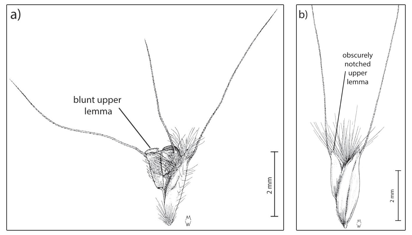Fig. 10. Line drawings of spikelets, without glumes