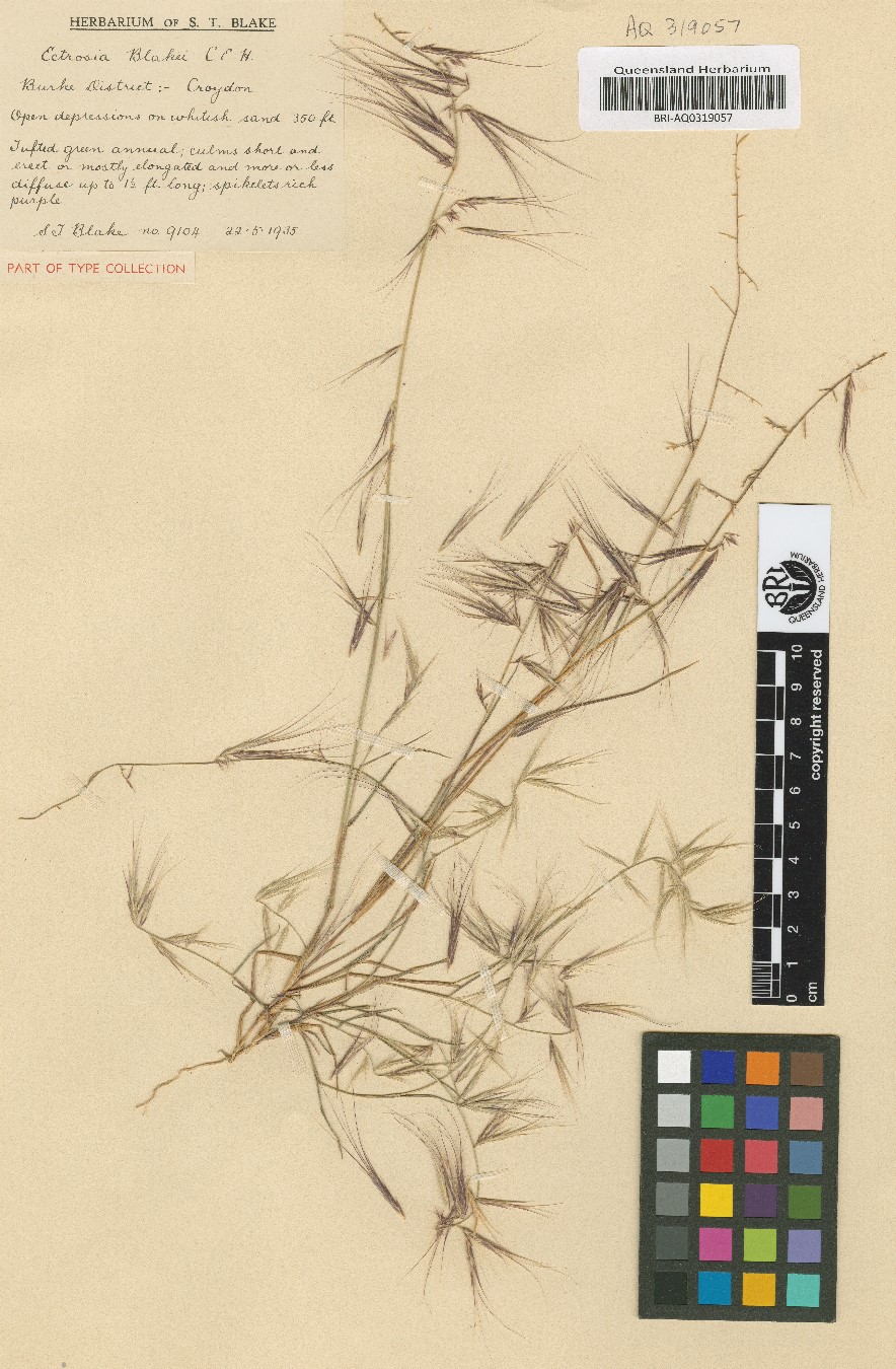 Fig. 1. Sheet of pressed type specimen of Ectrosia blakei (AQ319057). (CC By: BRI Herbarium)