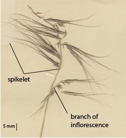 Fig. 2. Section of infloresence on a pressed type specimen of Ectrosia blakei (AQ319057), showing inflorescence branch and spikelet. (CC By: BRI Herbarium)