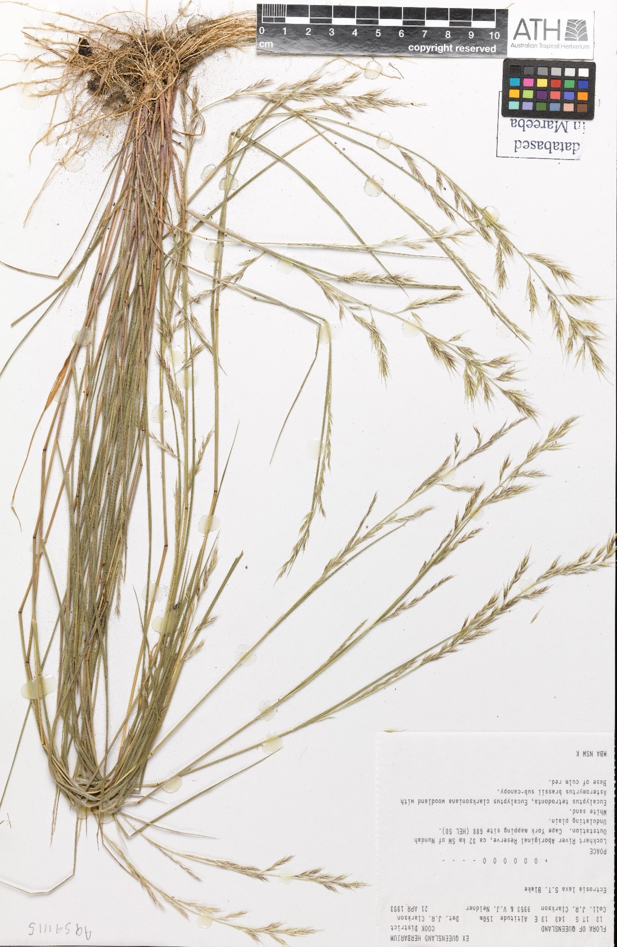 Fig. 1. Sheet of pressed herbarium specimen of Ectrosia laxa (MBA6493).