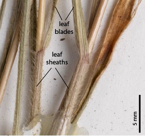 Fig. 2. Stem section of a pressed herbarium specimen showing hairy leaf sheath in Ectrosia laxa (MBA6493).