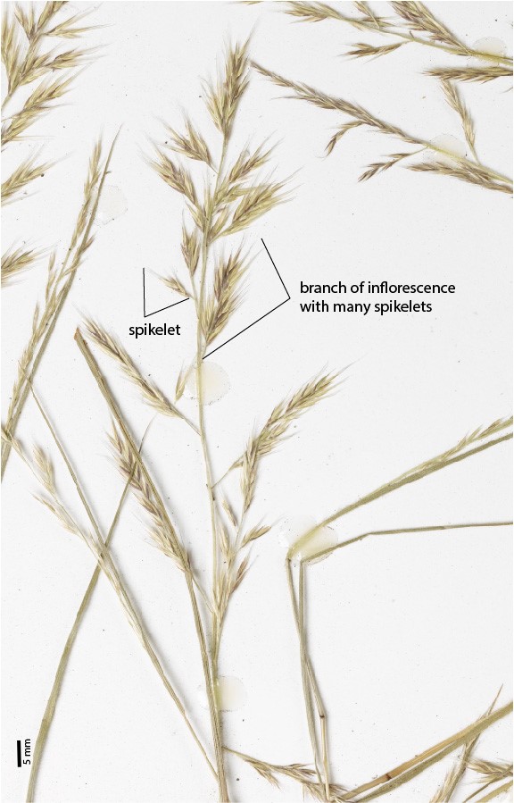 Fig. 3. An inflorescence on a pressed herbarium specimen of Ectrosia laxa (MBA6493) showing inflorescence branch with spikelet clusters and individual spikelets.