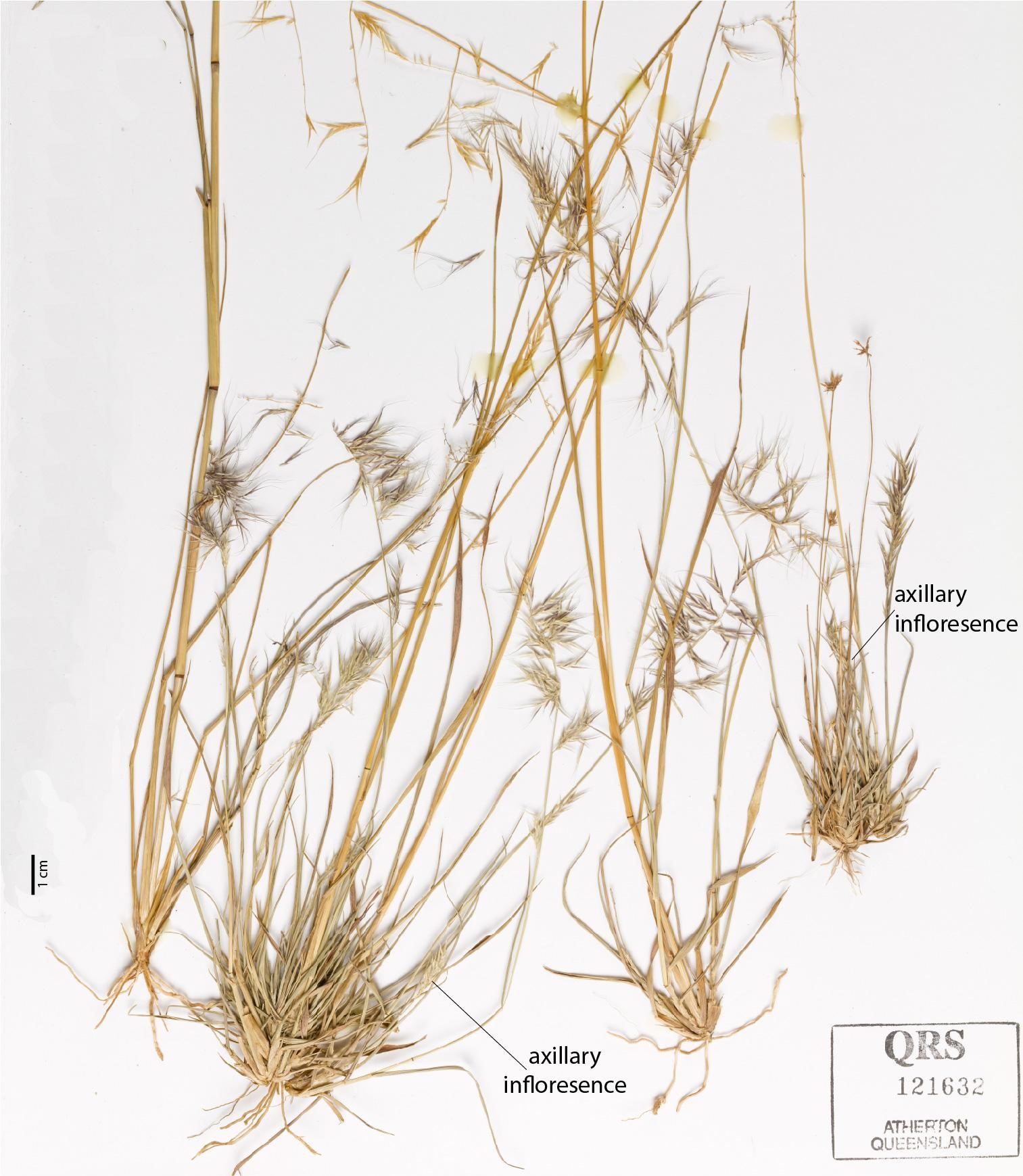 Fig. 4. Sheet of pressed specimen of Ectrosia danseii (QRS121632) showing exserted and axillary inflorescences.