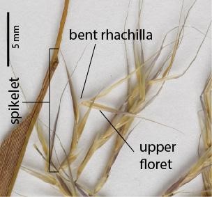 Fig. 5. Section of inflorescence on a pressed specimen of Ectrosia danseii (QRS121632), showing spikelets and bent rhachilla below upper florets.