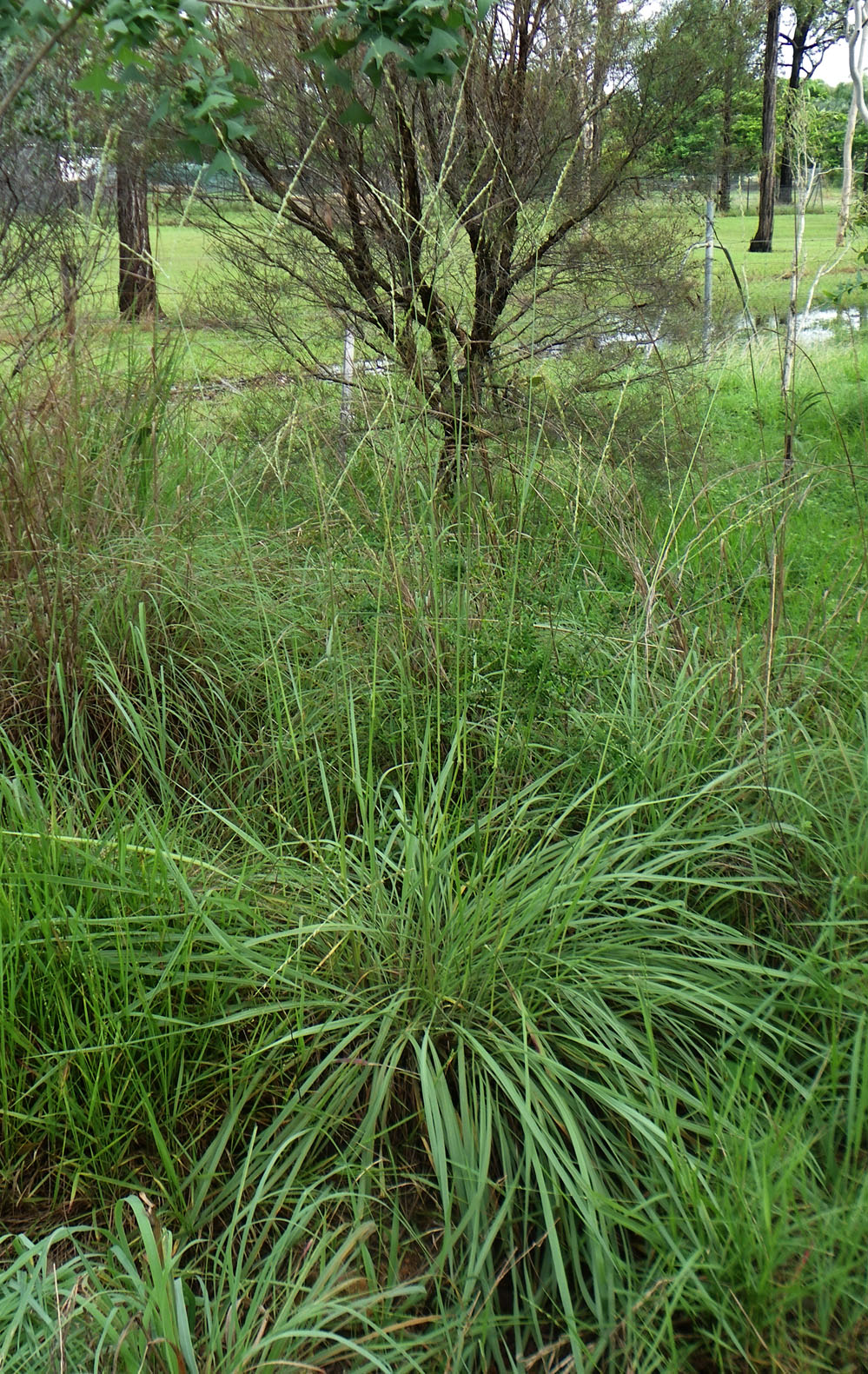 Image of whole plant of Alloteropsis semialata, in situ, showing clumping base and exserted flower heads. (CC By: RJCumming d56599a).