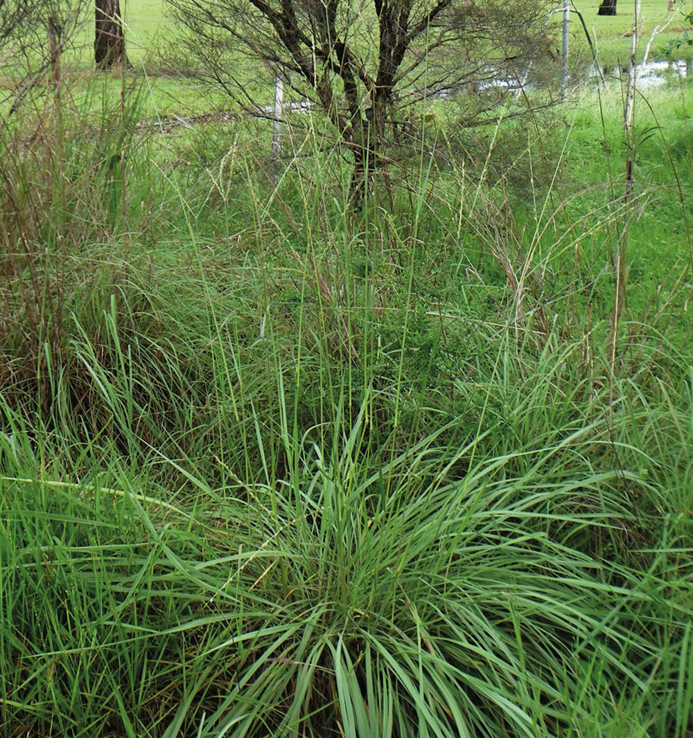 Image of whole plant of Alloteropsis Semialata in situ, showing clumping base and exserted flower heads (CC By: RJCumming d56599a)