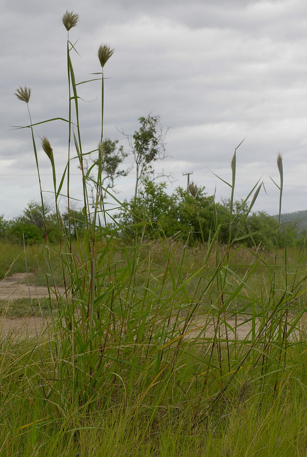 Fig. 1. Image of whole Dichanthium sericeum in situ. (CC By: RJCumming d17428a).