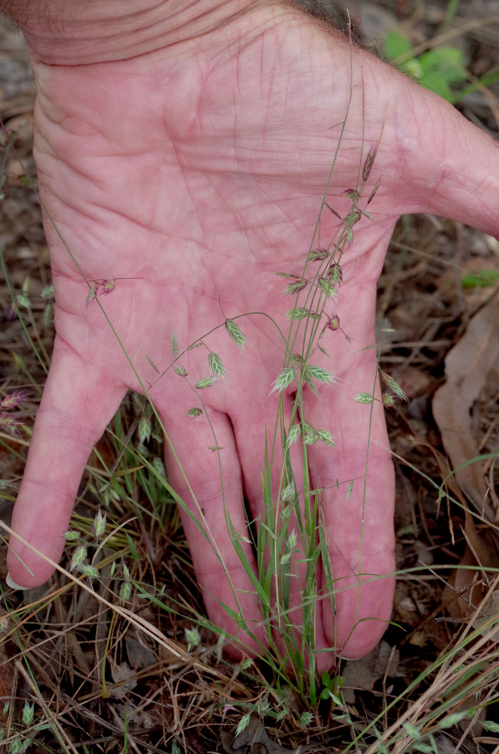 Fig. 1. Image of whole plant of Ectrosia nervilemma. (CC By: RJCumming d77324a) 