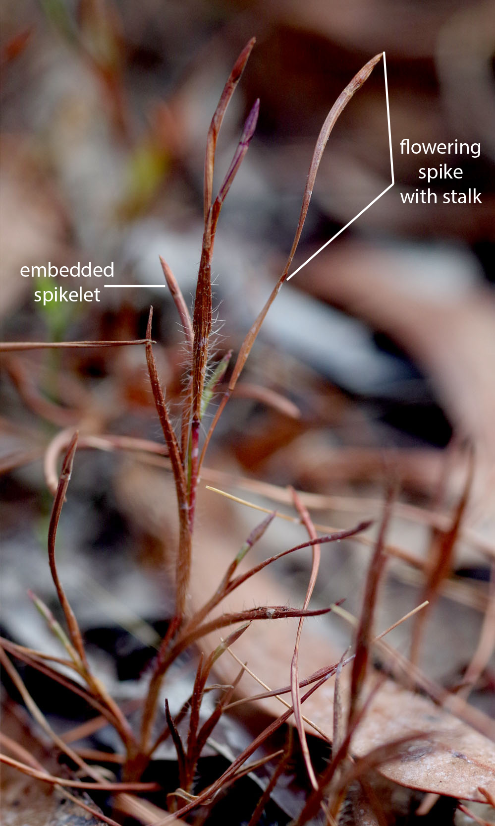 Fig. 1. Image of Thaumastochloa major plant showing reddish brown colouring, elongated flowering stalk and embedded spikelet (CC By: RJ Cummings d77307dsa).