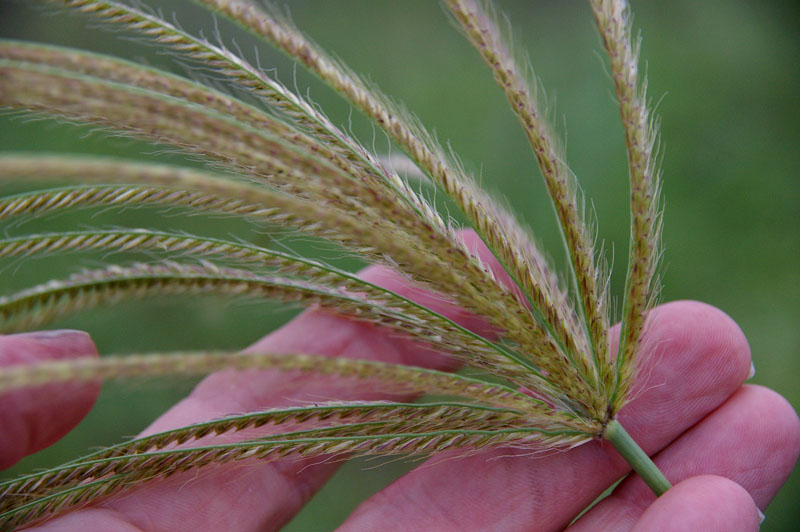 Fig. 10. Image of flowering head (inflorescence) of Chloris gayana showing arrangment of spikelets and awns. (CC By: RJCummming d335a)