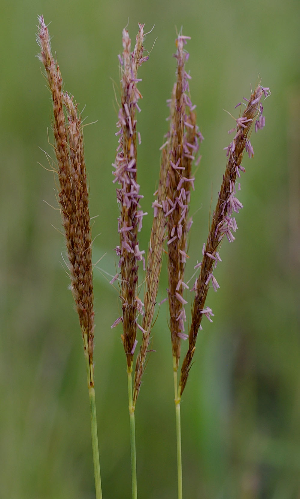 Fig. 11. Image of flowering head (inflorescence) of Eulalia aurea showing size and colour of spikelets and relative size of awns. (CC By: RJCummming d17483a)