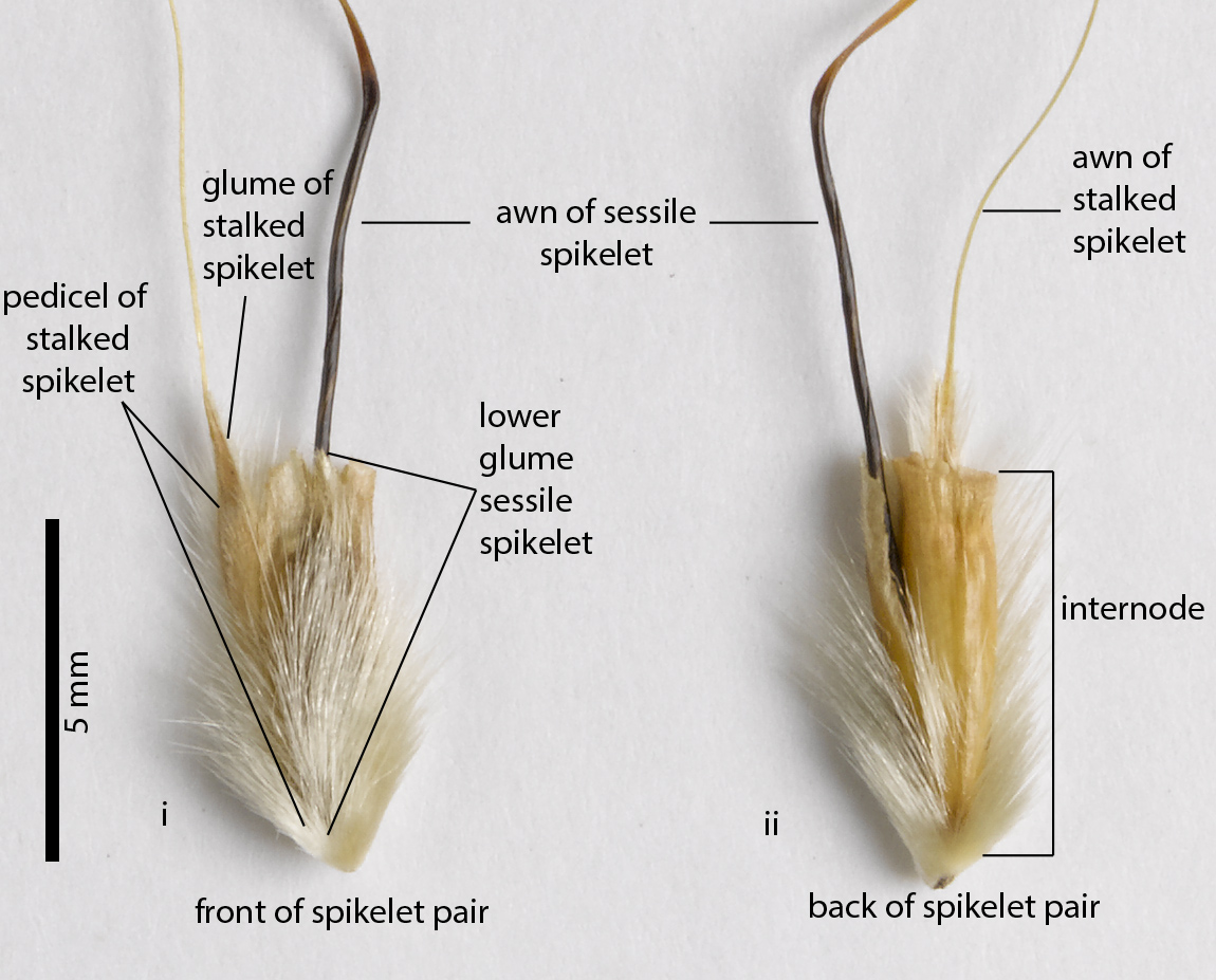 Fig. 11. Image of two spikelet pairs from a pressed specimen of Schizachyrium pachyarthron (MBA7215). i) front of spikelet pair with truncated apex and winged margin of lower glume of sessile spikelet visible; ii) back of spikelet pair with stout internode visible.